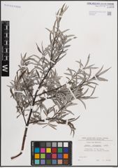 Foto von Salix eleagnos Scop.